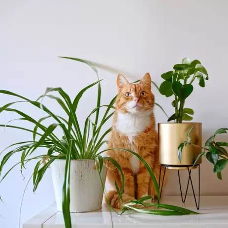 10x katvriendelijke kamerplanten