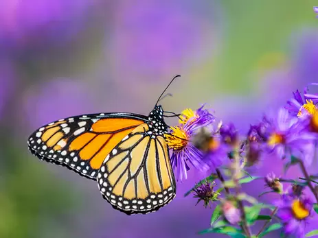 Maak jouw tuin vlindervriendelijk met deze 3 tips