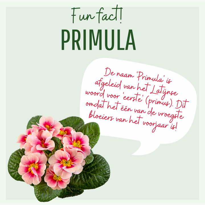 Primula's bij Eurofleur!