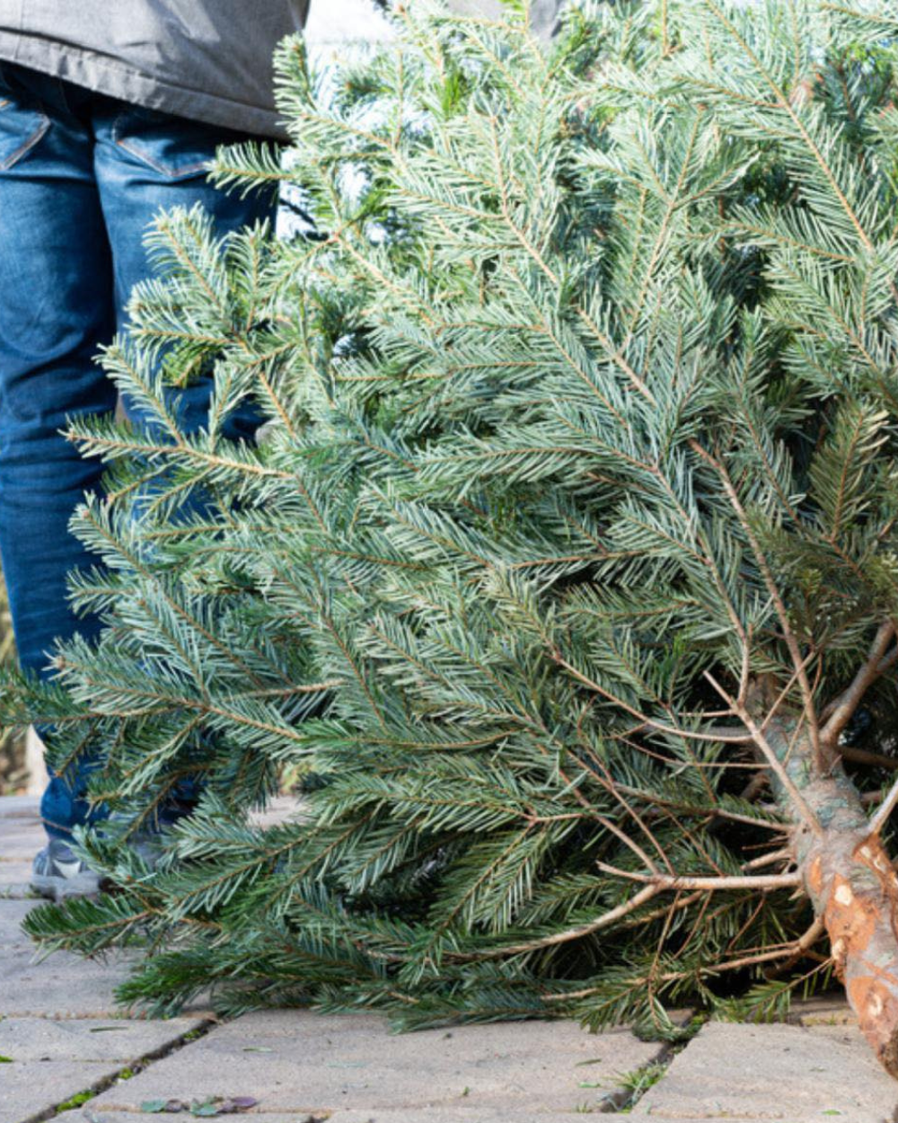 Kerstboom kopen? Kom naar Eurofleur in Leusden! Kerstboom kopen? Kom naar Eurofleur in Leusden!