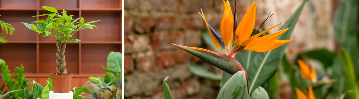 Pachira en Strelitzia: leuk om cadeau te doen!