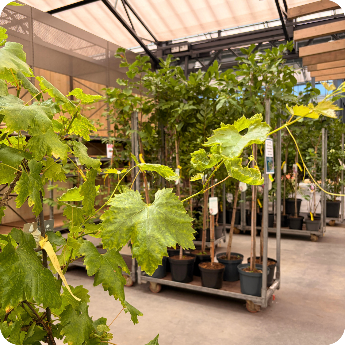 Tot 50% korting op geselecteerde planten | Tuincentrum Eurofleur Tot 50% korting op geselecteerde planten | Tuincentrum Eurofleur