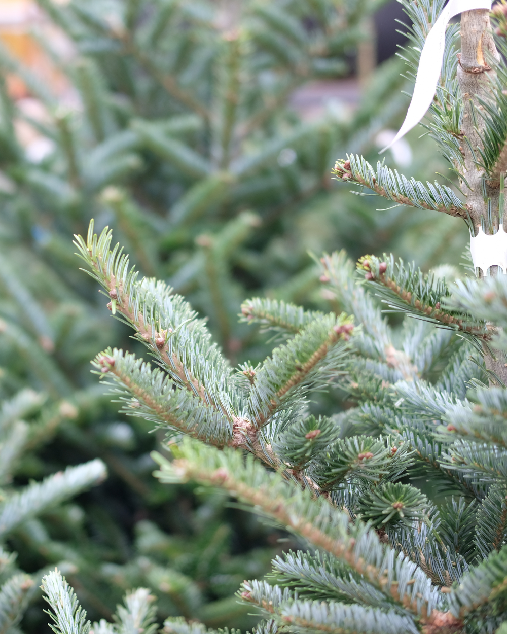 Kerstboom kopen? Kom naar Eurofleur in Leusden! Kerstboom kopen? Kom naar Eurofleur in Leusden!