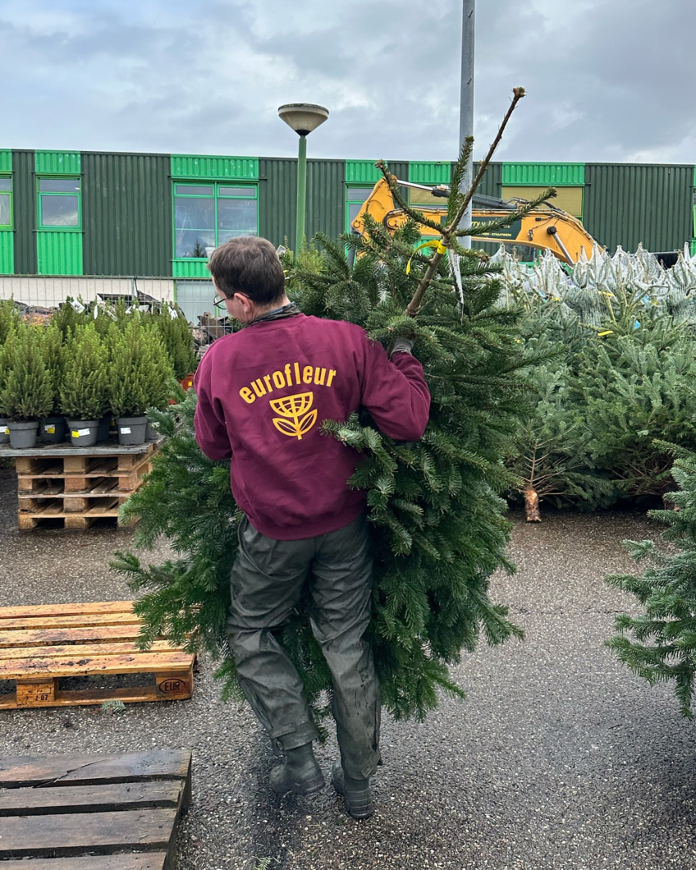 Kerstboom kopen? Kom naar Eurofleur in Leusden! Kerstboom kopen? Kom naar Eurofleur in Leusden!