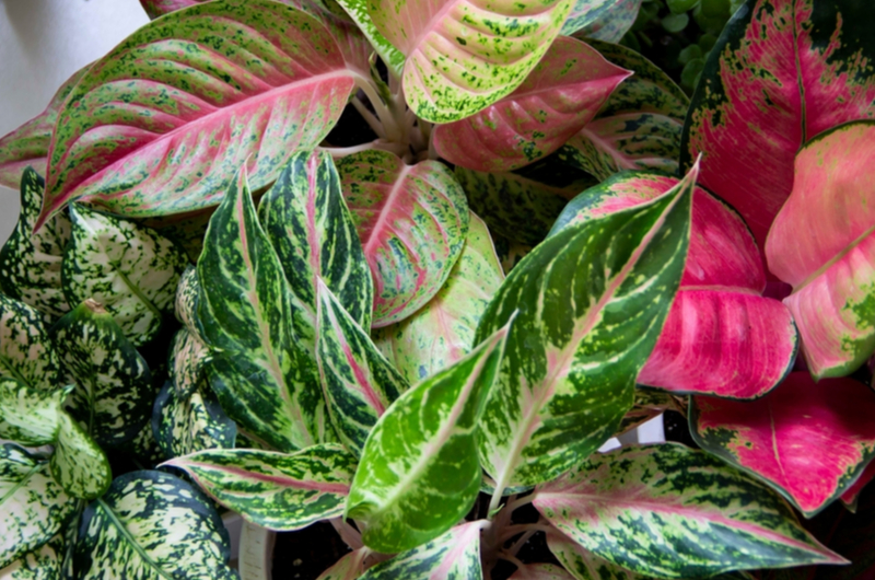 Aglaonema | Tuincentrum Eurofleur