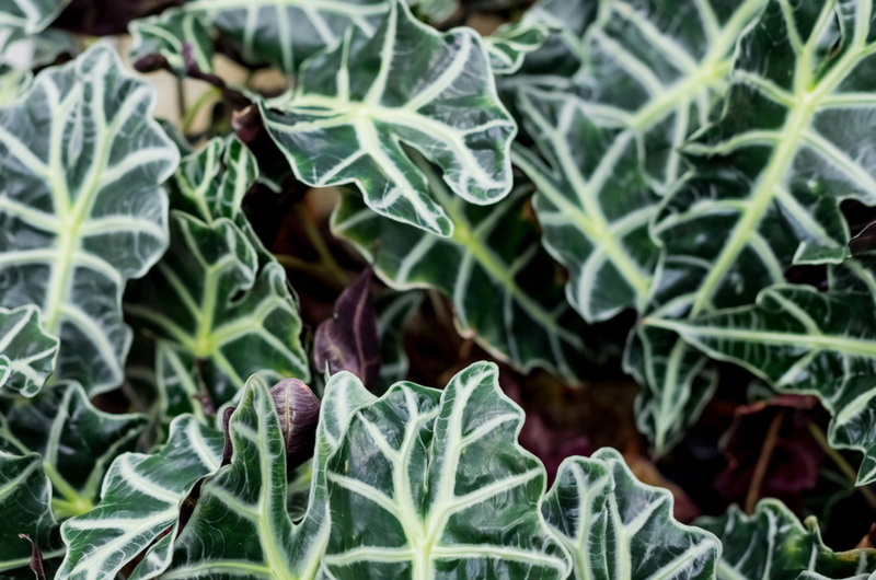 Alocasia amazonica | Tuincentrum Eurofleur