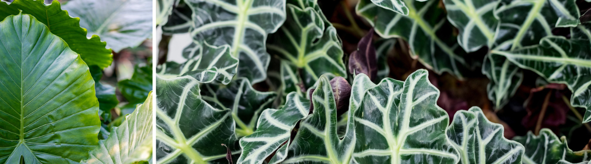 Alocasia | Tuincentrum Eurofleur