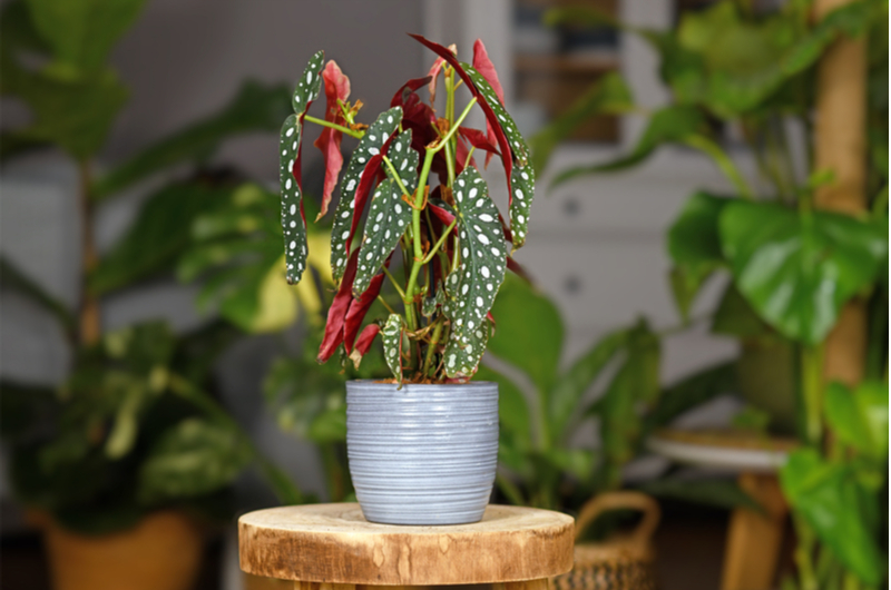 Begonia maculata | Tuincentrum Eurofleur