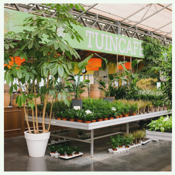 Grote, luchtzuiverende, trendy en bloeiende kamerplanten shop je bij Eurofleur!