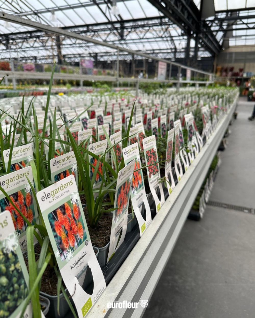 Biologische tuinplanten koop je bij tuincentrum Eurofleur in Leusden! Biologische tuinplanten koop je bij tuincentrum Eurofleur in Leusden!