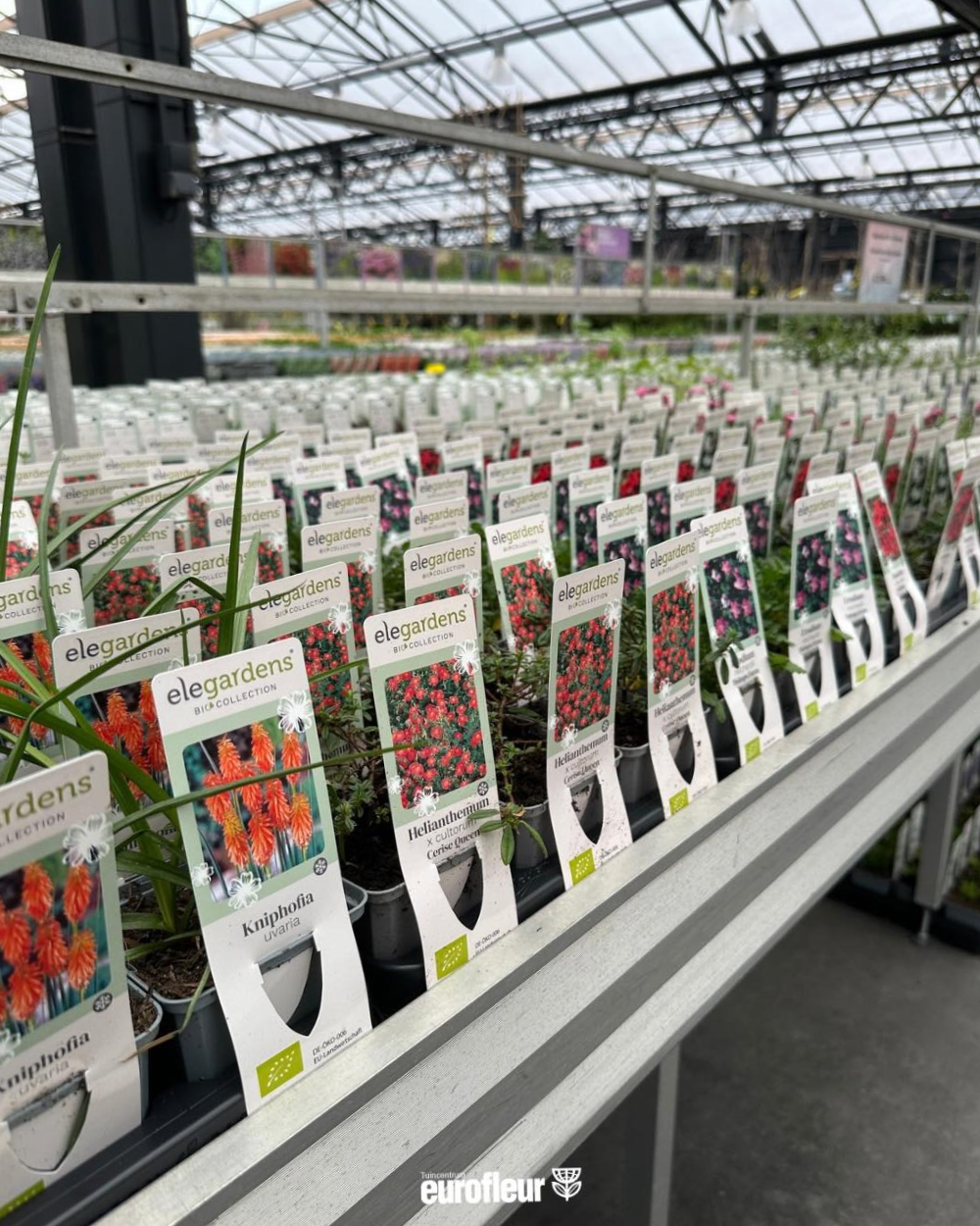 Bio planten koop je bij tuincentrum Eurofleur in Leusden! Bio planten koop je bij tuincentrum Eurofleur in Leusden!