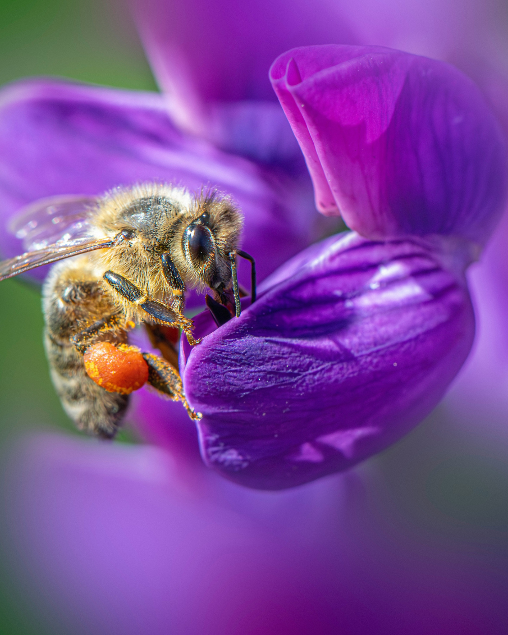 Bio tuinplanten koop je bij tuincentrum Eurofleur in Leusden! Bio tuinplanten koop je bij tuincentrum Eurofleur in Leusden!