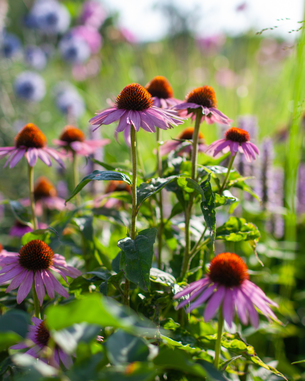 Bio plant kopen? Kom naar tuincentrum Eurofleur in Leusden! Bio plant kopen? Kom naar tuincentrum Eurofleur in Leusden!