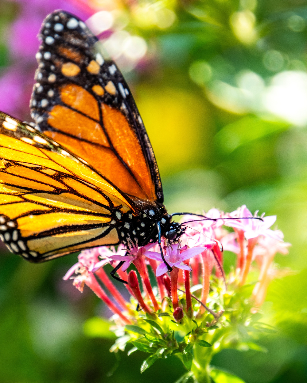 Bio plant kopen? Kom naar tuincentrum Eurofleur in Leusden! Bio plant kopen? Kom naar tuincentrum Eurofleur in Leusden!