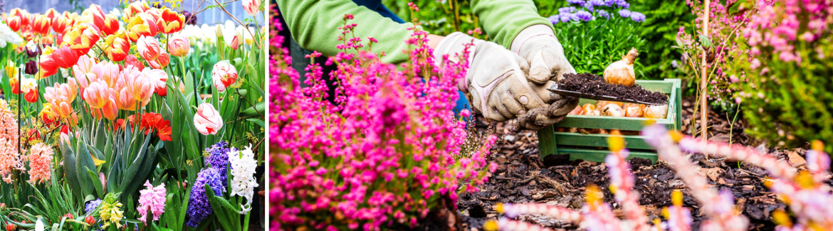 Bloembollen planten in het najaar | Tuincentrum Eurofleur in Leusden