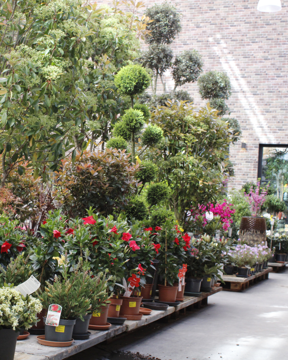 Bomen en sierheesters koop je bij tuincentrum Eurofleur in Leusden!