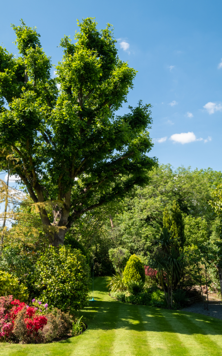 Bij tuincentrum Eurofleur in Leusden hebben we een uitgebreid assortiment aan bomen, heesters en andere buitenplanten