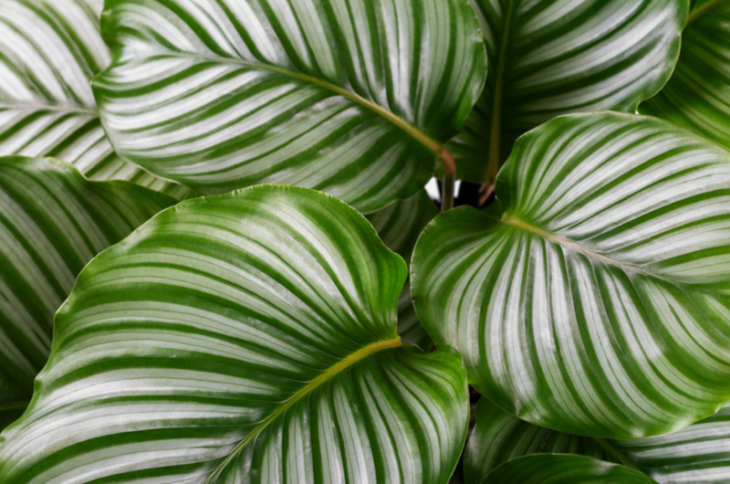 Calathea orbifolia | Tuincentrum Eurofleur