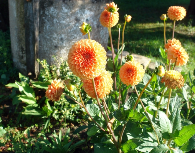 Zomerbollen planten: Eurofleur helpt je!