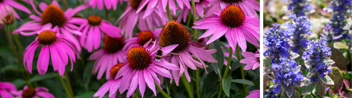 Echinacea & Ajuga Reptans | Kopen bij tuincentrum Eurofleur in Leusden