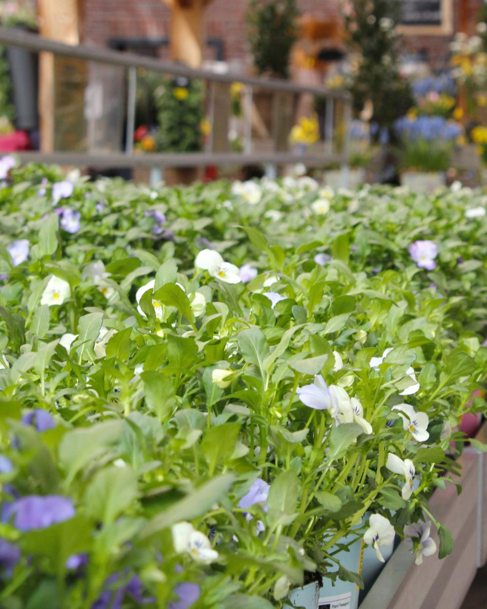 Eenjarige tuinplanten koop je bij tuincentrum Eurofleur in Leusden! Eenjarige tuinplanten koop je bij tuincentrum Eurofleur in Leusden!