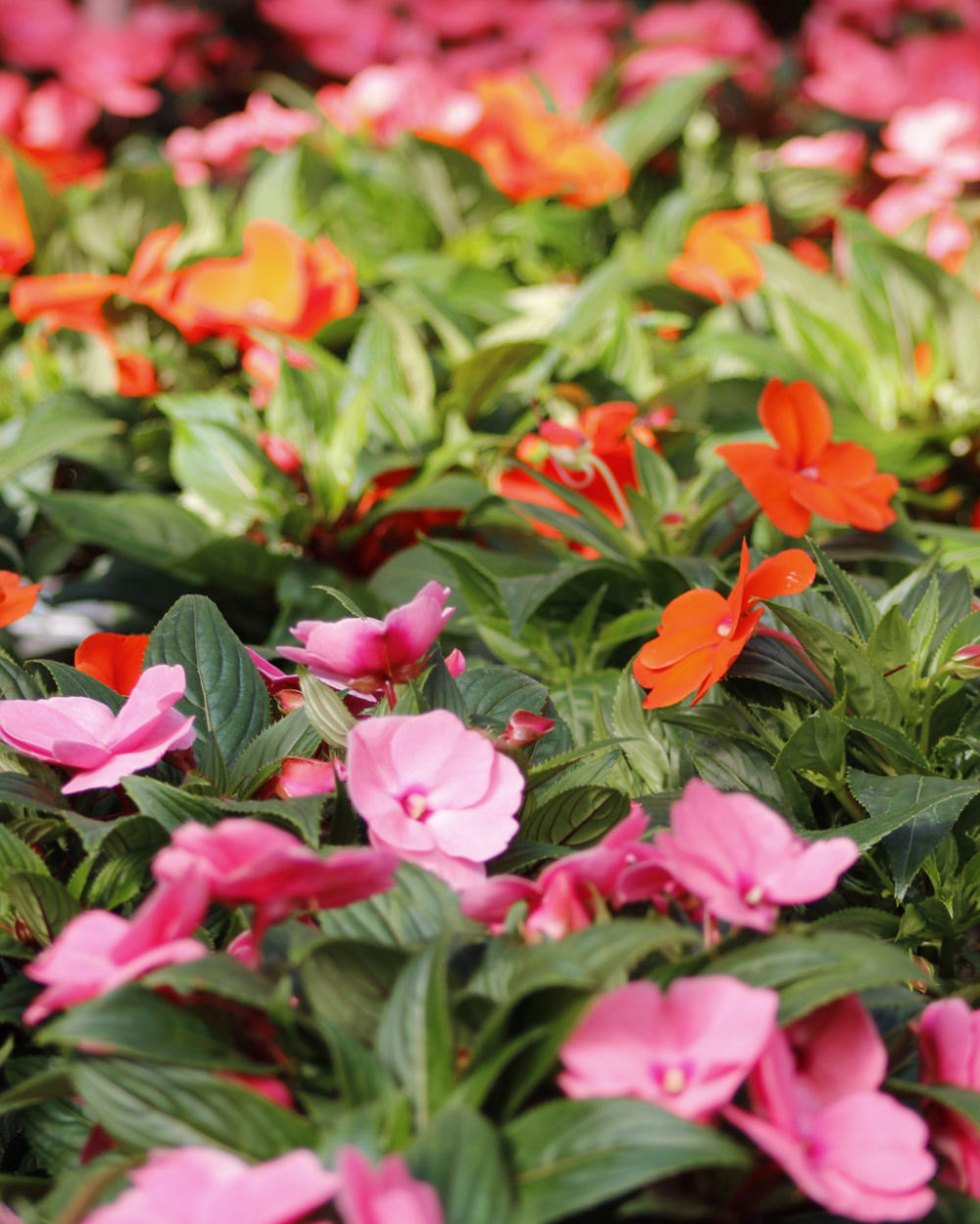 Perkplanten koop je bij tuincentrum Eurofleur in Leusden! Perkplanten koop je bij tuincentrum Eurofleur in Leusden!