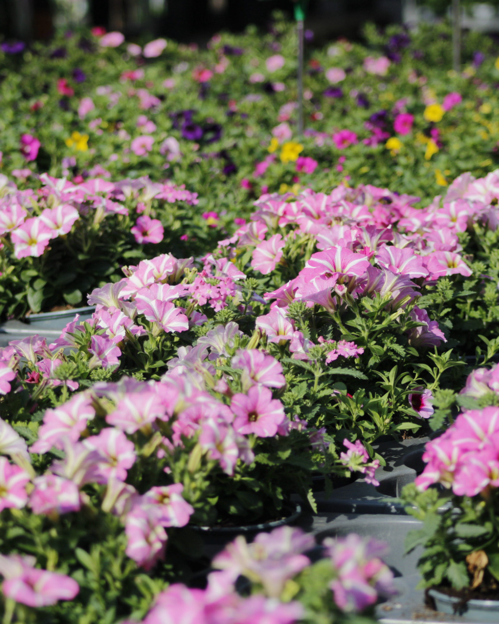 Surfinia koop je bij tuincentrum Eurofleur in Leusden! Surfinia koop je bij tuincentrum Eurofleur in Leusden!