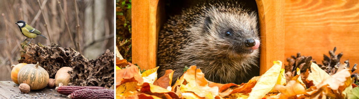 Egels en vogels in de herfst | Tuincentrum Eurofleur