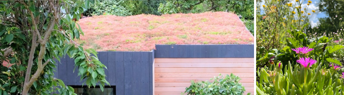 Welke planten kunnen er op een groen dak? | Tuincentrum Eurofleur in Leusden