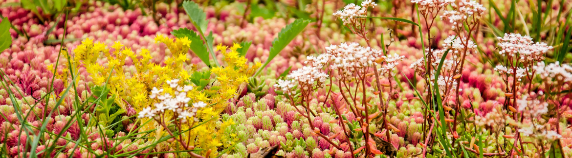 Welke planten kunnen er op een groen dak? | Tuincentrum Eurofleur in Leusden