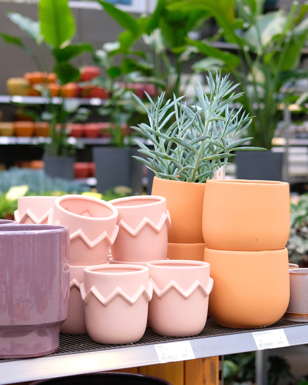 Groene kamerplanten shoppen? Kom naar tuincentrum Eurofleu!
