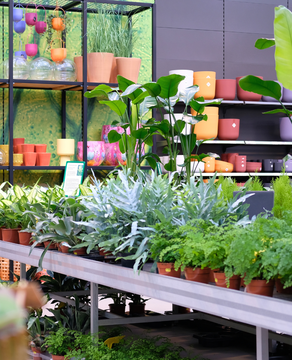Groene kamerplanten shop je bij tuincentrum Eurofleur!