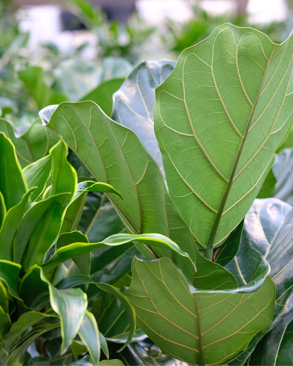 Groene kamerplanten shoppen? Kom naar tuincentrum Eurofleu!