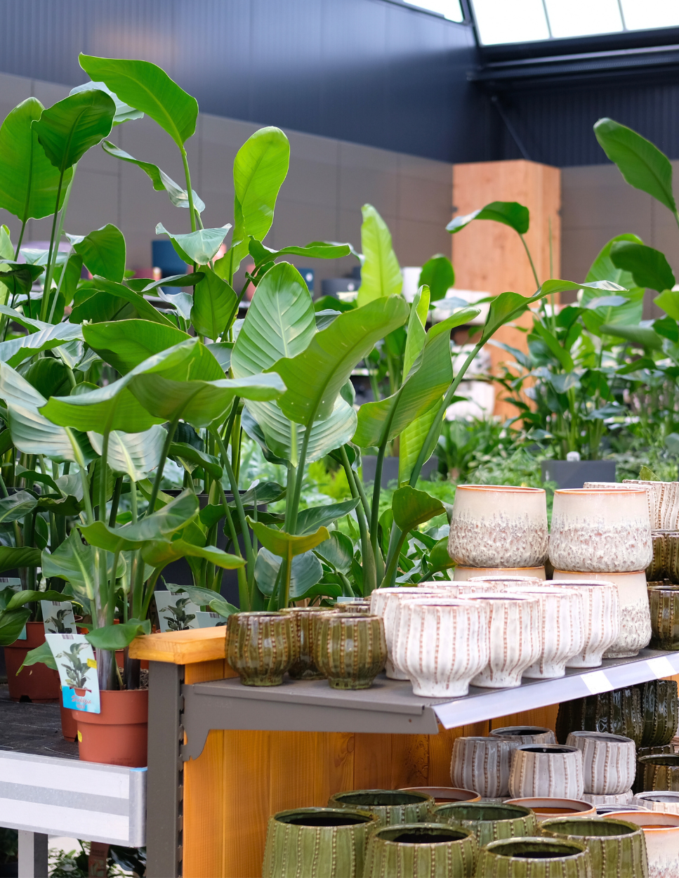 Kamerplanten kopen bij tuincentrum Eurofleur in Leusden!