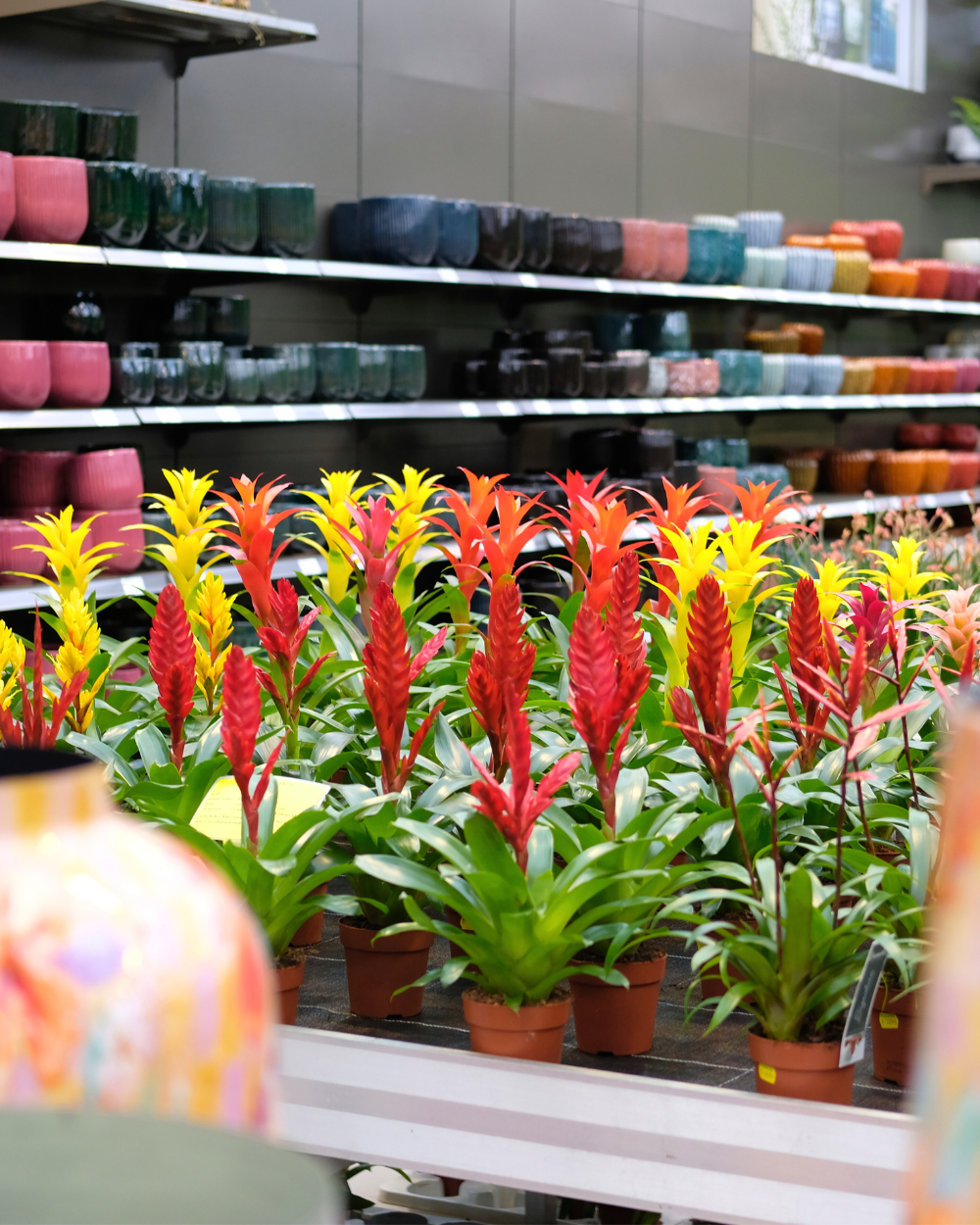 Bloeiende kamerplanten shop je bij tuincentrum Eurofleur!
