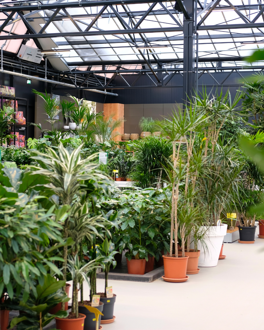 Shop jouw makkelijke kamerplanten bij tuincentrum Eurofleur!