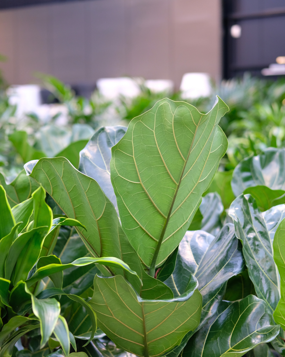 Shop jouw makkelijke kamerplanten bij tuincentrum Eurofleur!