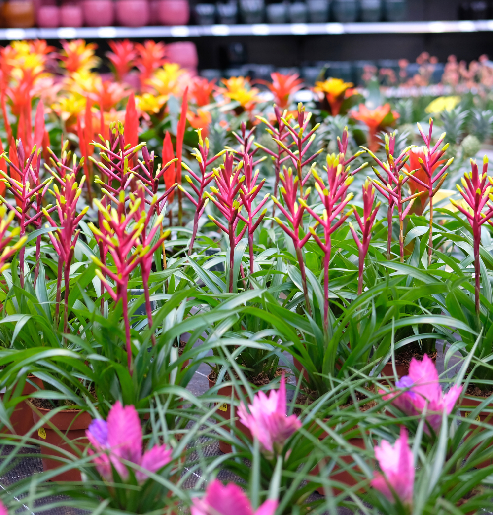 Bijzondere kamerplanten shop je bij tuincentrum Eurofleur!