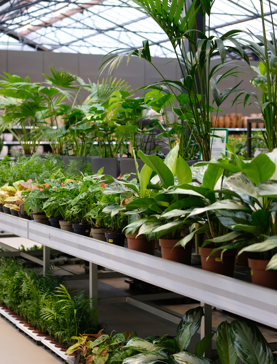 Kamerplanten kopen | Tuincentrum Eurofleur in Leusden