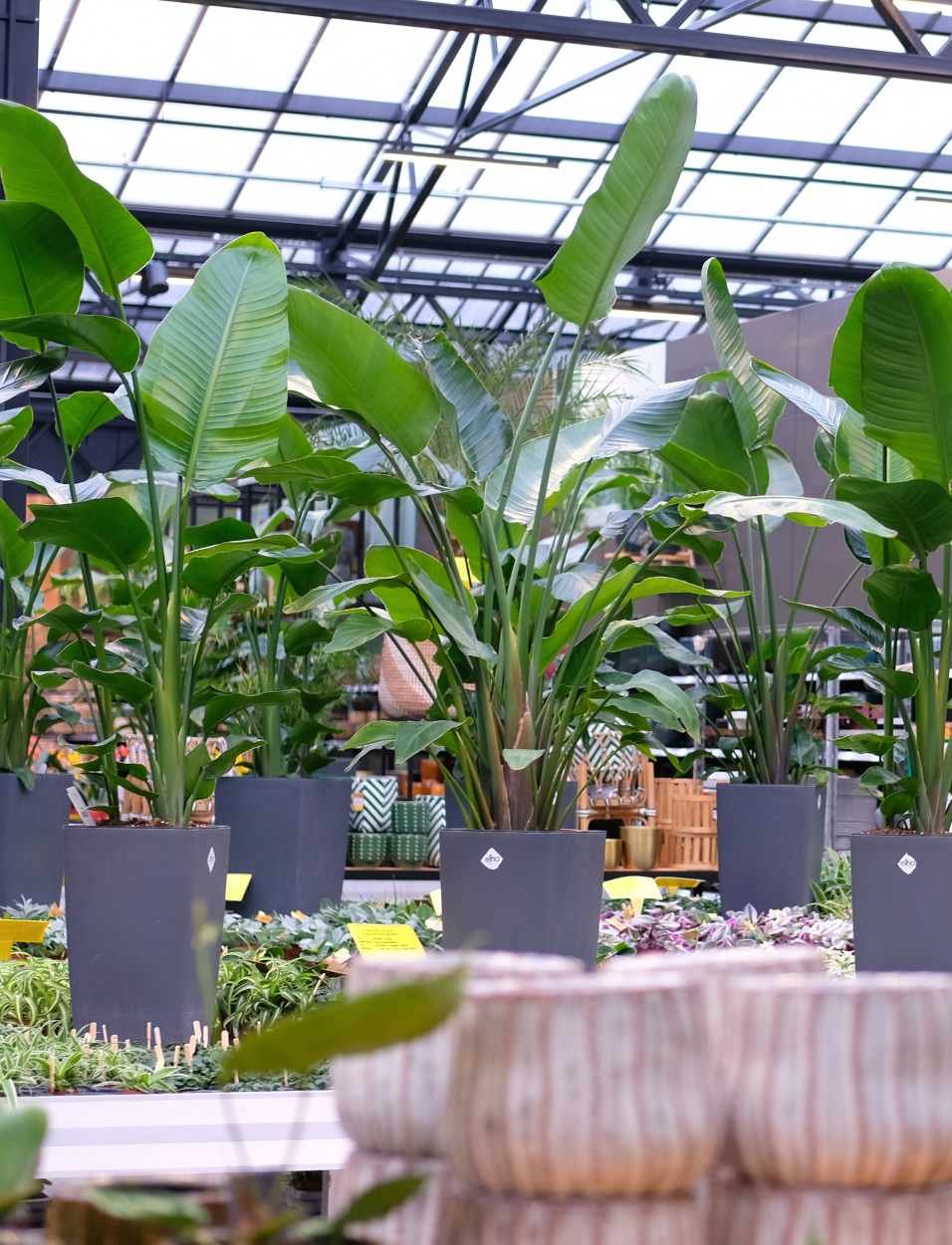 Kamerplanten kopen bij tuincentrum Eurofleur in Leusden!