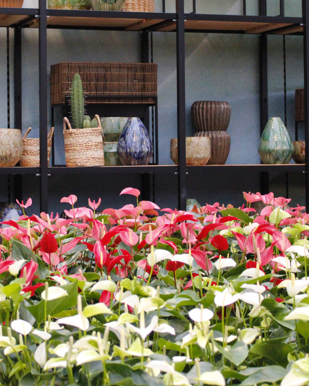 Bloeiende kamerplanten shop je bij tuincentrum Eurofleur!