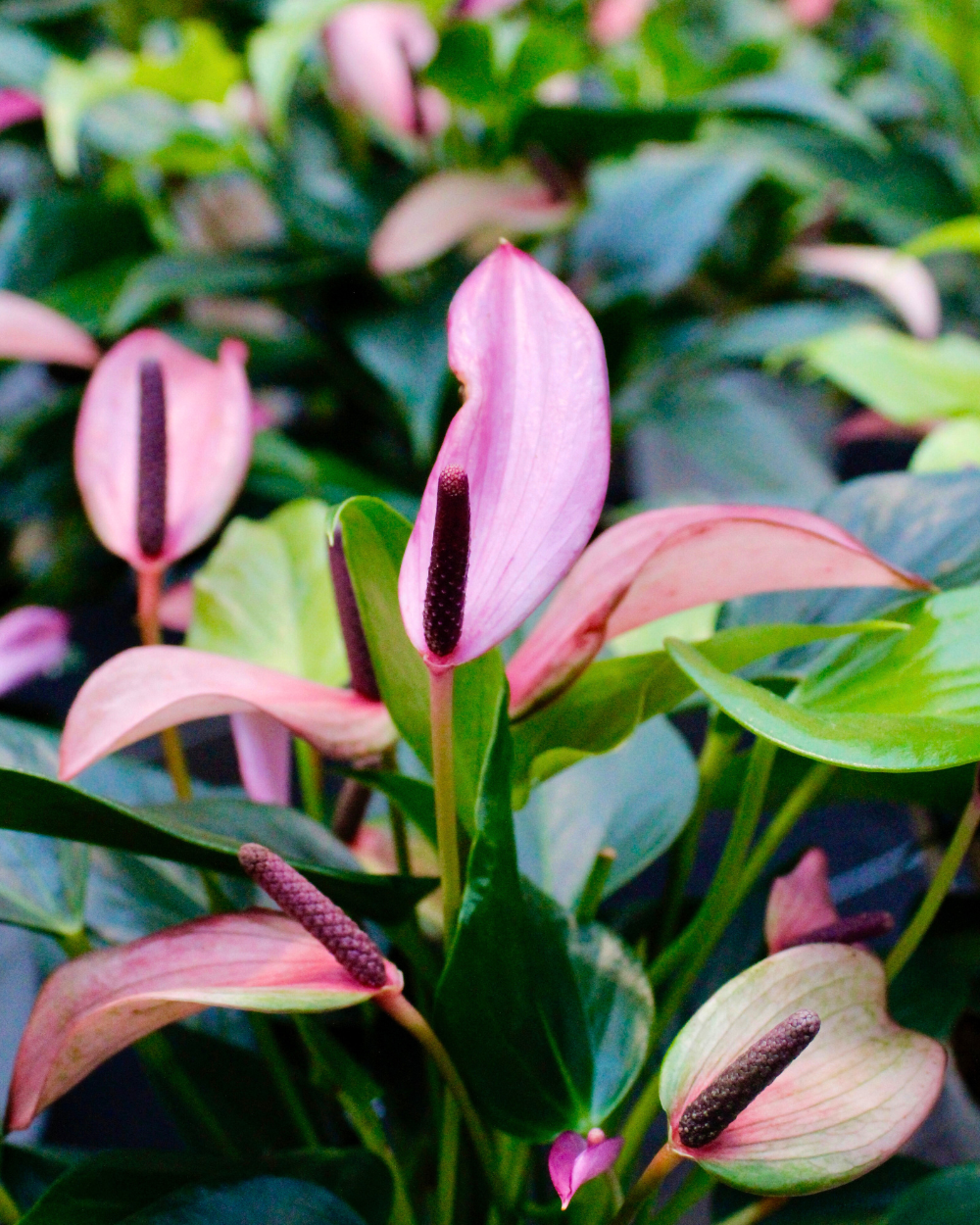 Bloeiende kamerplanten shop je bij tuincentrum Eurofleur!