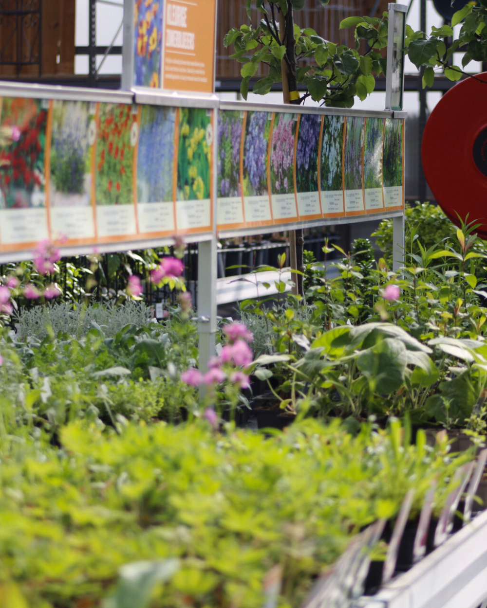 Vaste planten koop je bij tuincentrum Eurofleur in Leusden! Vaste planten koop je bij tuincentrum Eurofleur in Leusden!