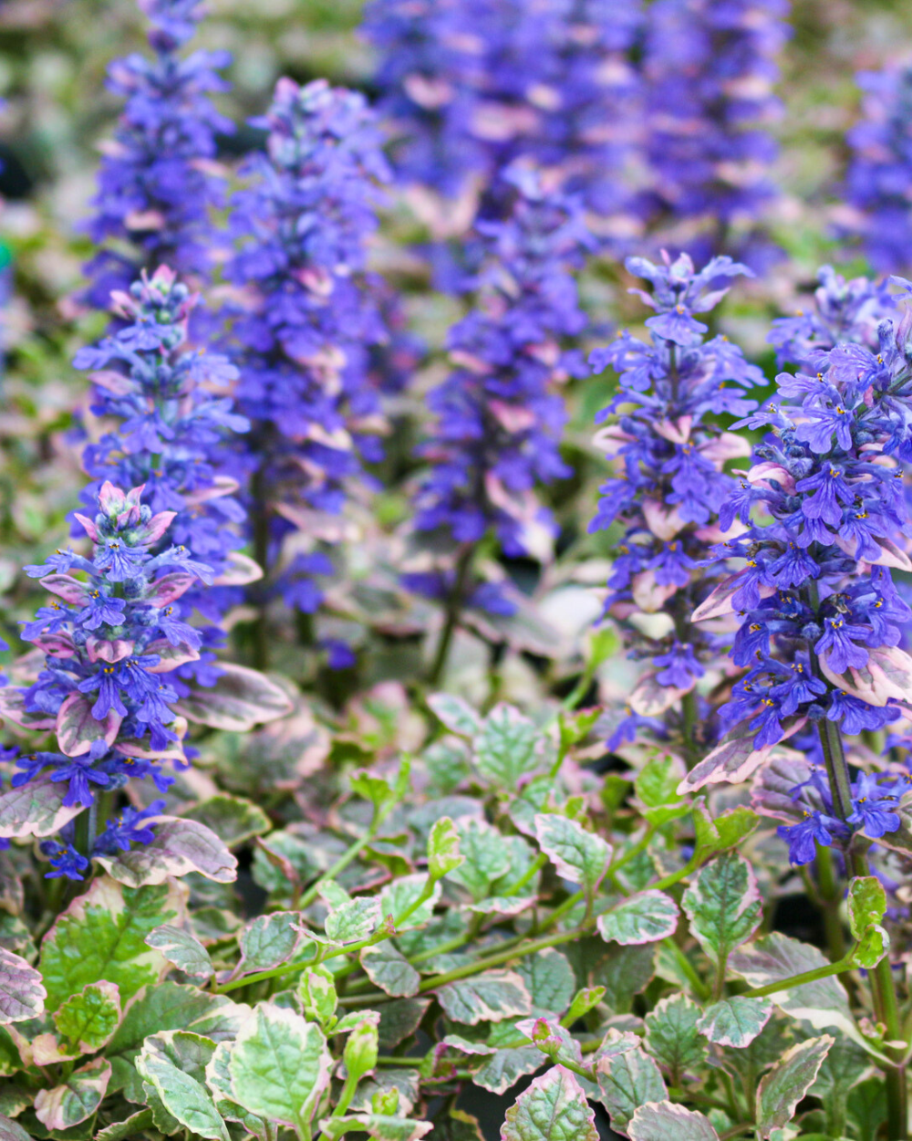 Vaste plant kopen? Je doet het bij tuincentrum Eurofleur in Leusden! Vaste plant kopen? Je doet het bij tuincentrum Eurofleur in Leusden!