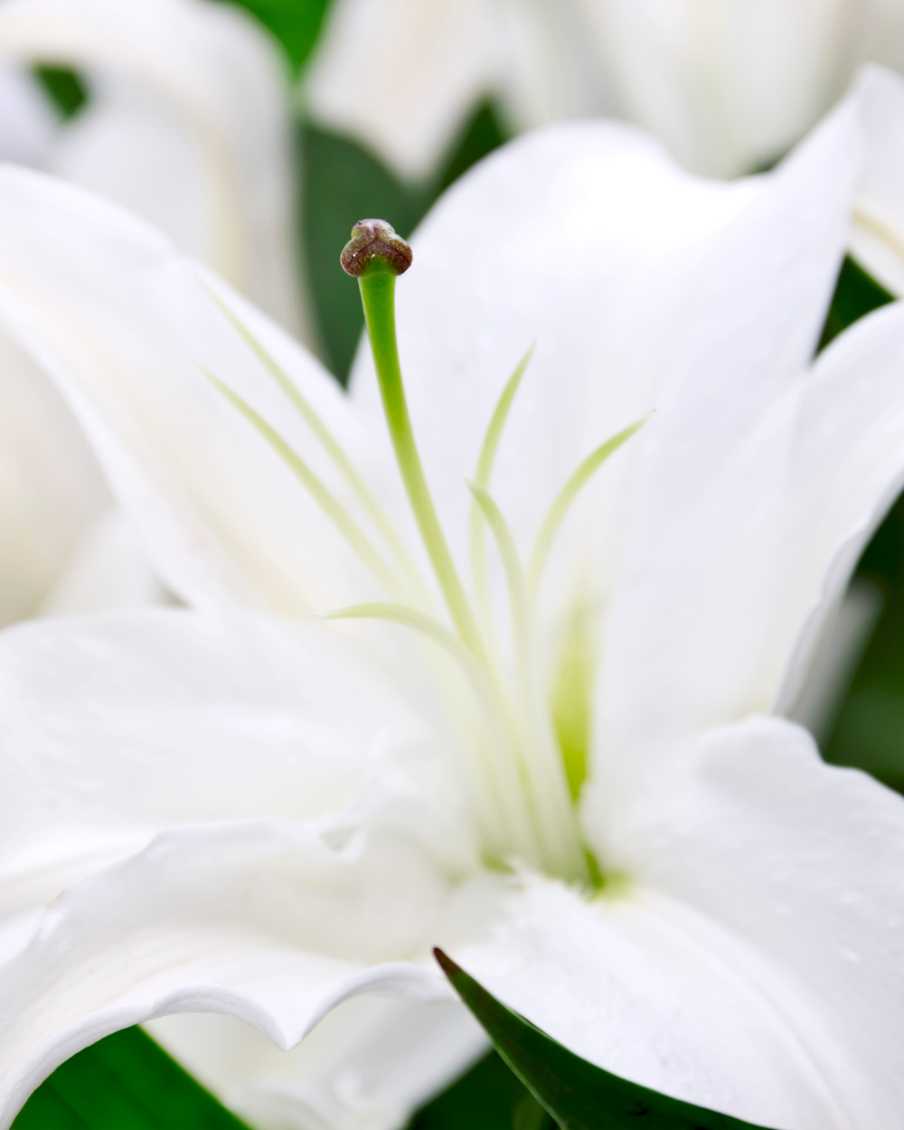 Rouwbloemen koop je bij tuincentrum Eurofleur in Leusden.