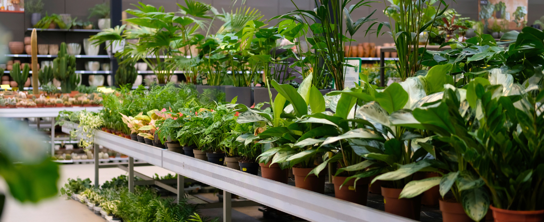 Kamerplanten shoppen doe je bij tuincentrum Eurofleur in Leusden!