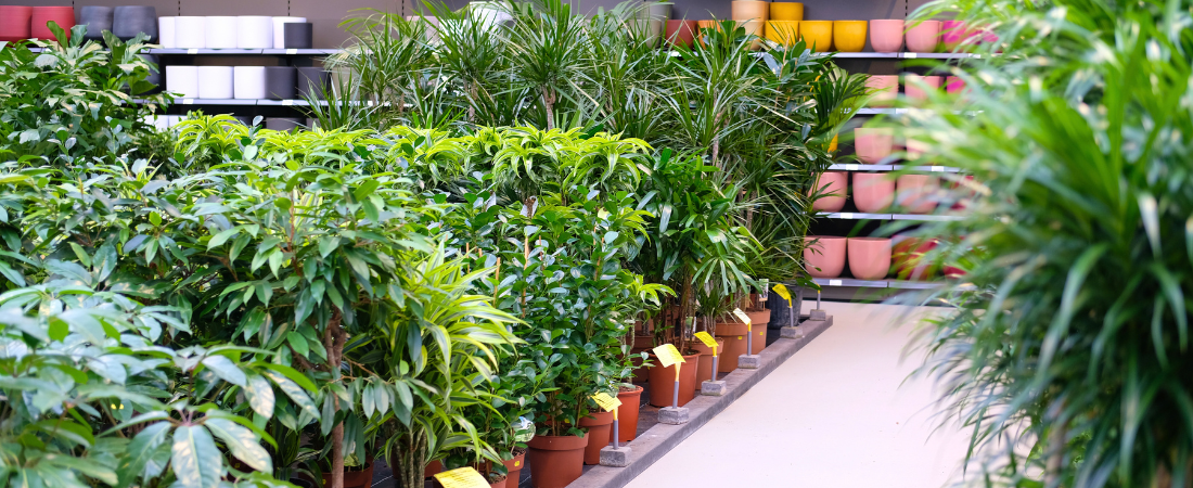 Makkelijke en bijzondere kamerplanten shop je bij tuincentrum Eurofleur!