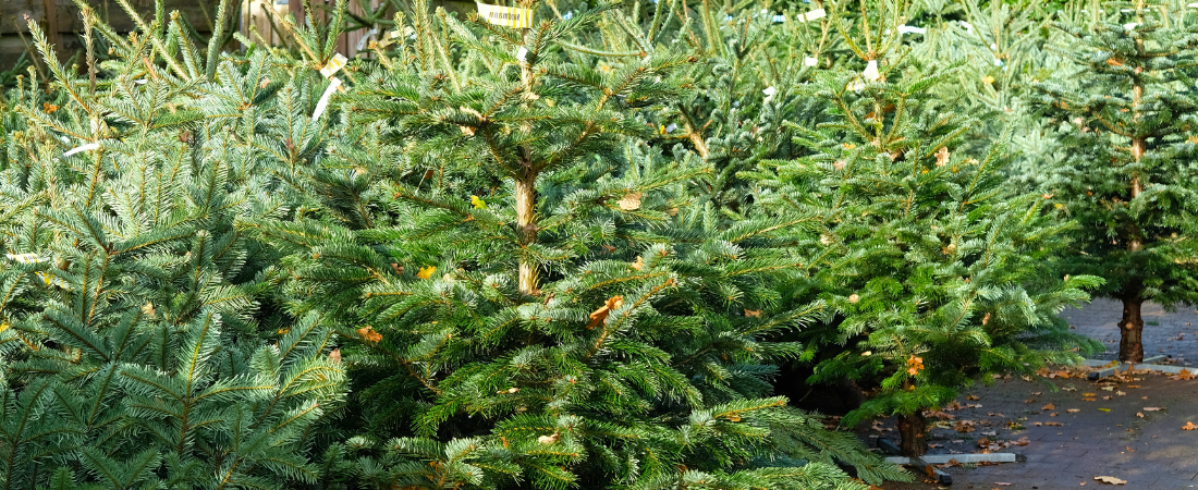 Echte kerstbomen kopen bij Eurofleur: van Nordmann tot spar!