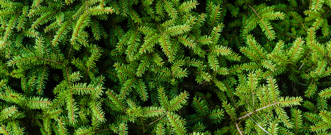 Echte kerstbomen kopen bij Eurofleur: van Nordmann tot spar!
