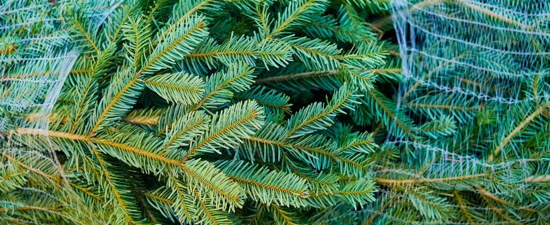 Koop jouw kerstboom bij tuincentrum Eurofleur!